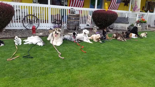 Dog day care center Susie's Country Inn Dogs Vancouver