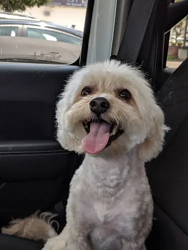 Dog Grooming Yo Dawg Groom Spot Santa Monica