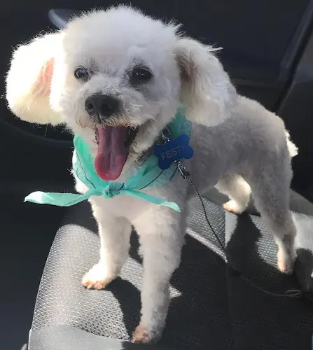 Pet vet K Pet Grooming Simi Valley