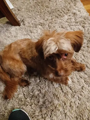 Dog trainer Pup Culture Pet Spaw Oceanside