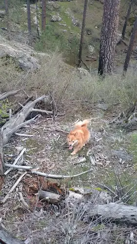 Dog Park Mirabeau Park rock climbing hills Spokane