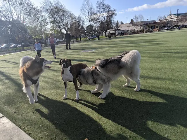 Pet boarding service Central Park Dog Park Fremont