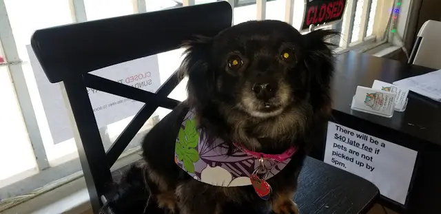 Pet vet Dr. Grain Carson