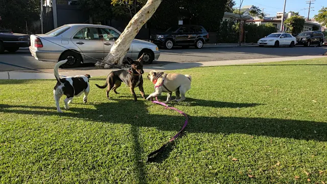 Dog Park Ozone Park Santa Monica