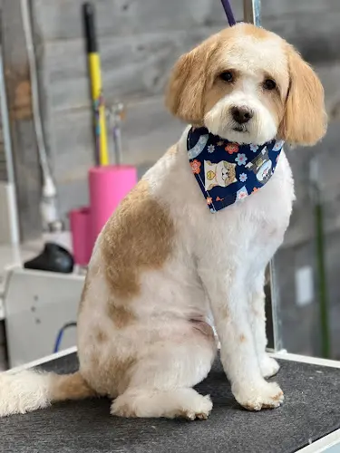 Dog Grooming Colonies Pet Grooming Rialto