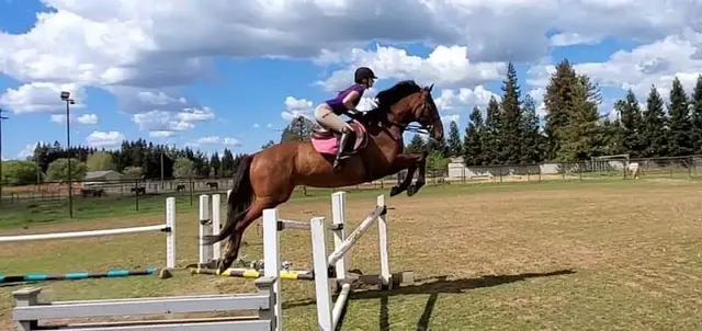 Dog trainer Hoofbeats Equestrian Elk Grove