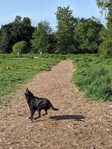 Dog Park Marymoor Off-Leash Dog Park Kirkland