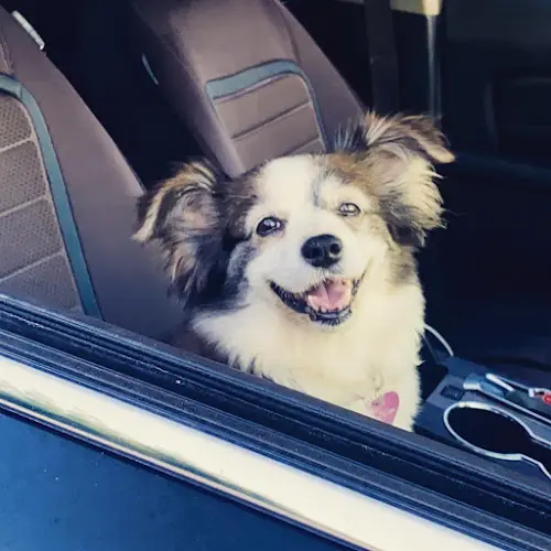 Dog walker Companion Animal Medical Center Visalia