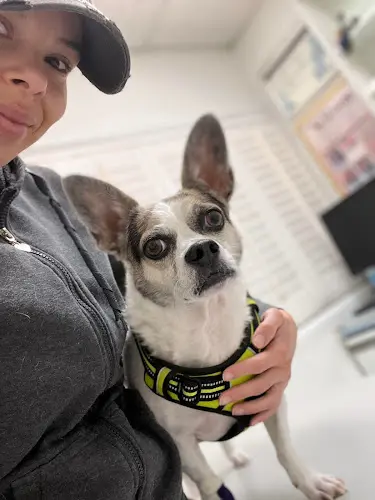 Pet vet San Fernando Pet Hospital Burbank