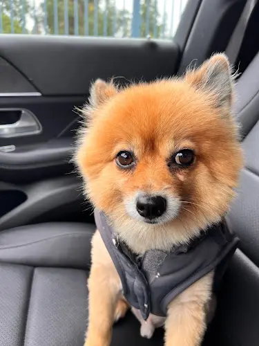 Dog Grooming Happy Dogs Grooming Simi Valley