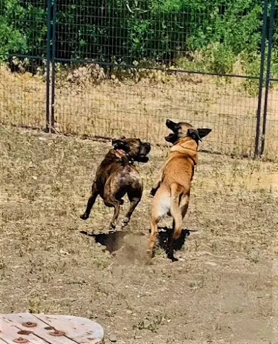 Pet boarding service Ellensburg Kennels Yakima