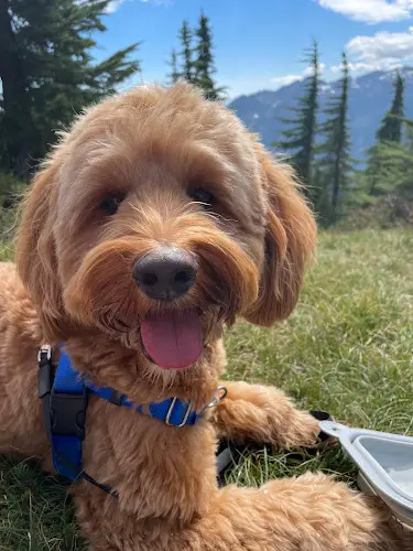 Dog trainer Manor Lake Australian Labradoodles Bellingham