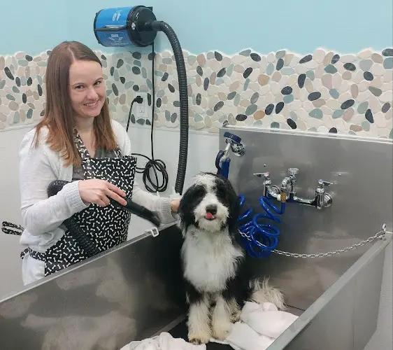 Pet vet K-9 to Five Doggy Playcare & Spa Vancouver