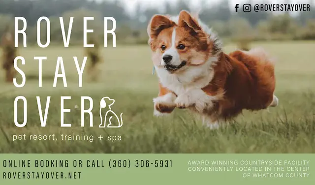 Dog breeder Rover Stay Over Bellingham