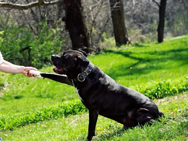 Dog trainer Spokane K9 Training Spokane