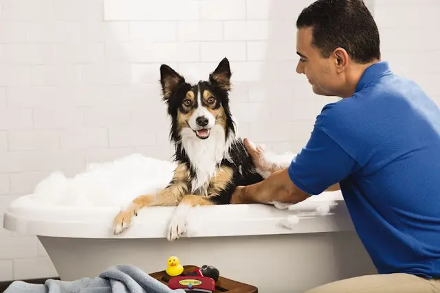 Rescue & Shelter PetSmart Grooming Fullerton