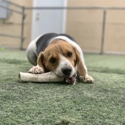 Dog day care center Camp Schultz Boarding Kennel Chula Vista
