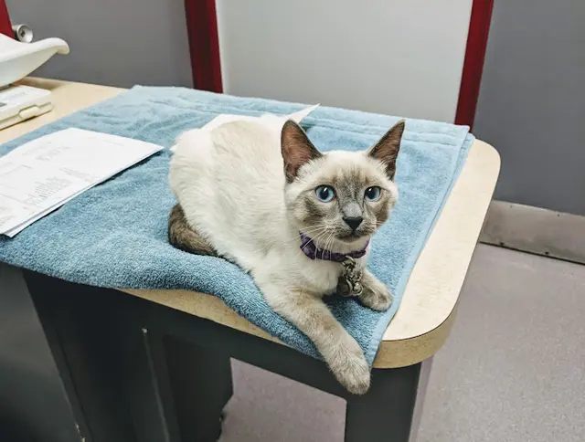 Pet vet San Carlos Animal Hospital El Cajon