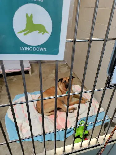 Pet vet Sacramento SPCA Sacramento