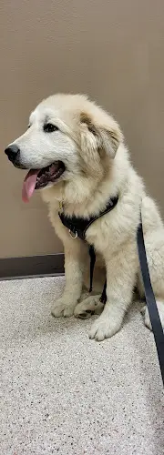 Dog walker Tieton Drive Animal Clinic Yakima