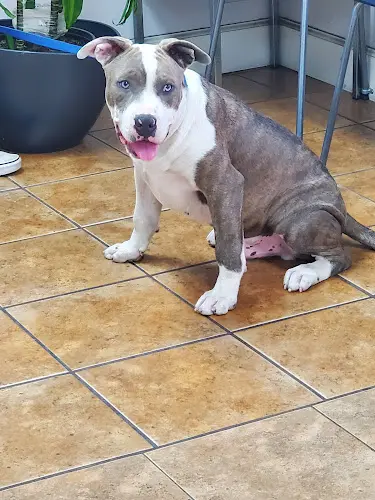 Dog day care center Animal Hospital Santa Fe Norwalk