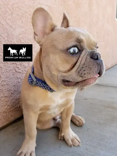 Dog breeder Petco Rialto