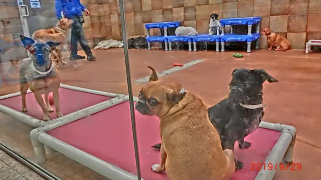 Dog breeder PetSmart Huntington Beach
