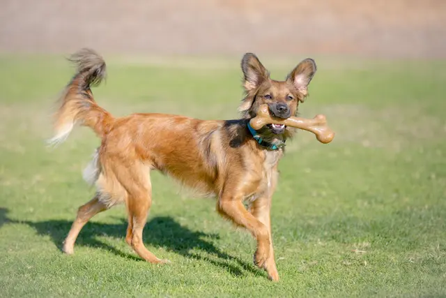 Rescue & Shelter Pet Qwerks, Inc. Irvine