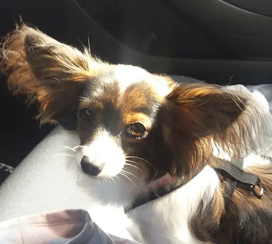 Pet boarding service Send Rover Over Eugene