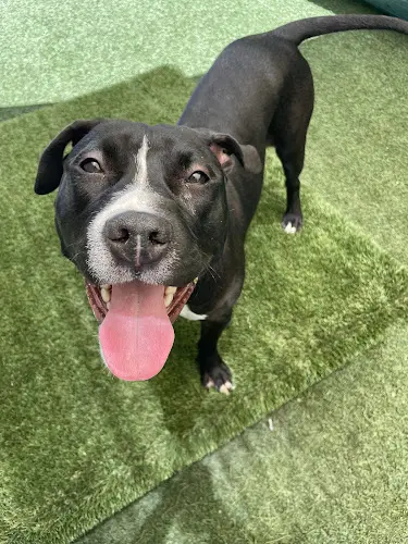 Rescue & Shelter Angel City Pit Bulls Inglewood