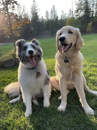 Dog trainer Northern Tails Dog Training Spokane
