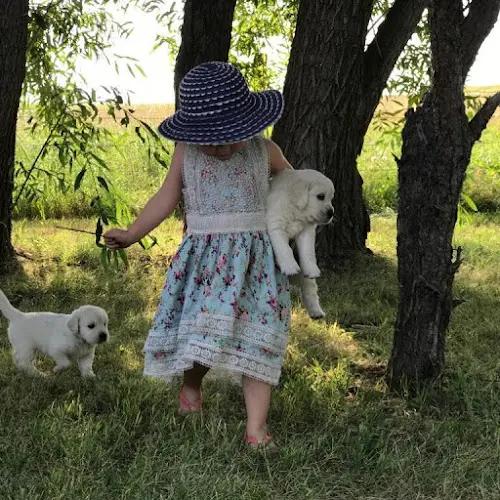 Dog breeder Oregon Mist Goldens Salem