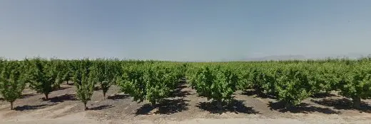 Dog breeder Visalia Country Kennel Visalia
