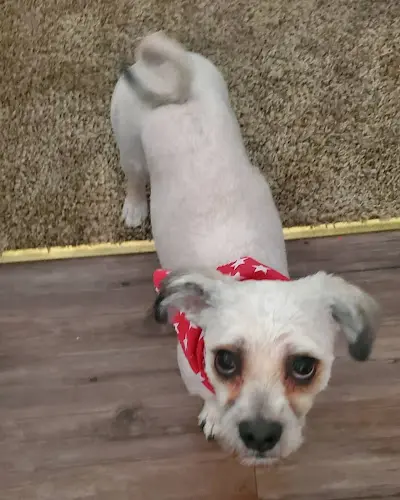 Dog Grooming Joe Dog Grooming Simi Valley