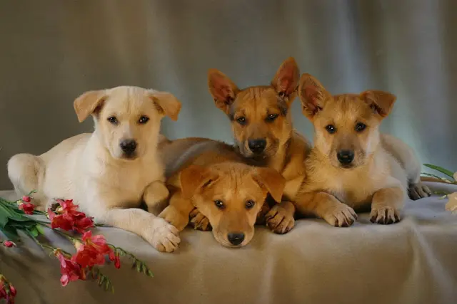 Dog breeder California Carolina Dogs Vallejo
