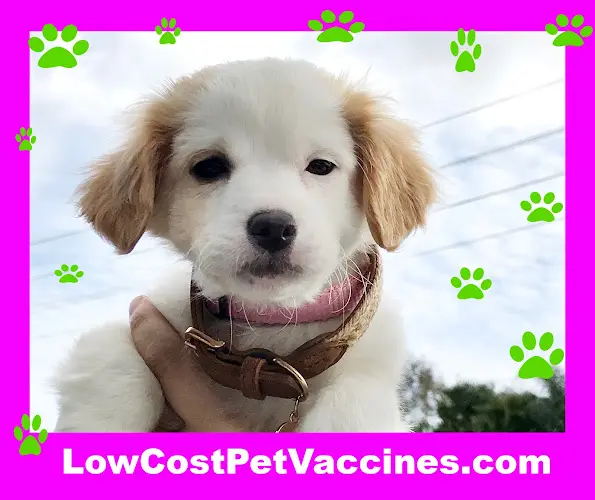 Pet vet Low Cost Pet Vaccines Whitnall Off Leash Dog Park Burbank