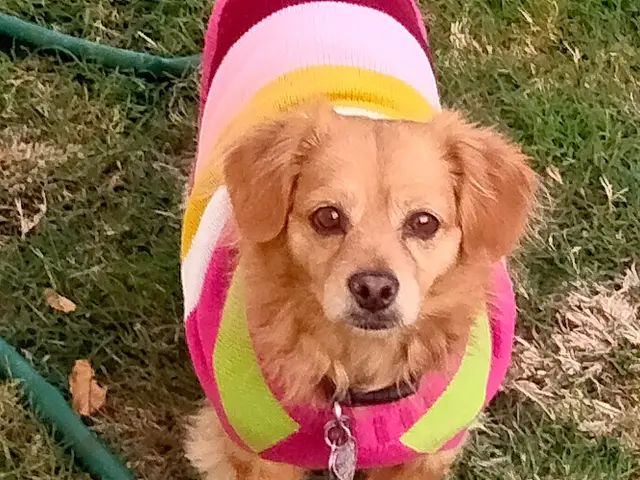 Dog breeder Kern County Animal Services Bakersfield
