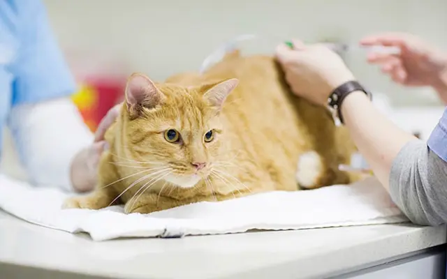 Pet vet T.H.E. Cat Hospital Santa Monica