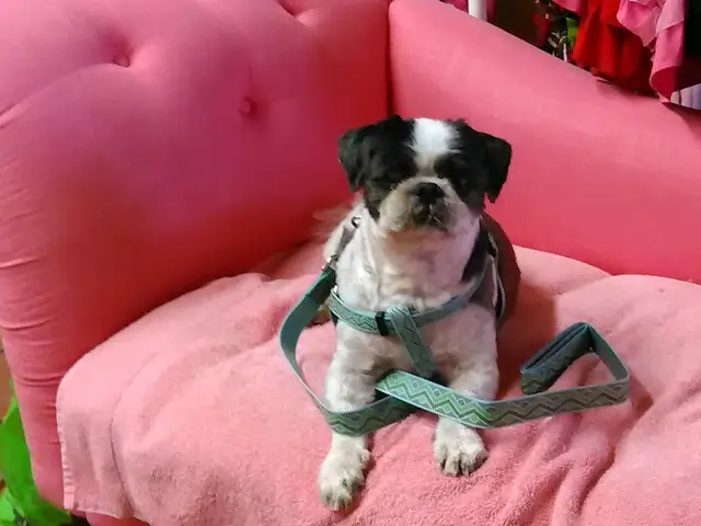 Pet boarding service Verdugo Pet Cabin Glendale