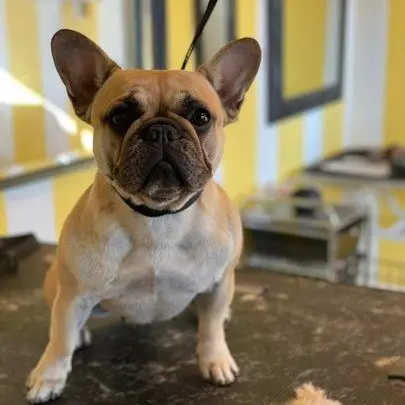 Dog Grooming Grooming by Nina Visalia