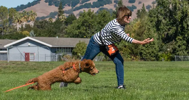 Dog trainer Hillary's Hound House Richmond