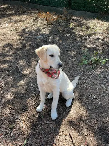 Dog breeder Highland Valley Kennels El Cajon