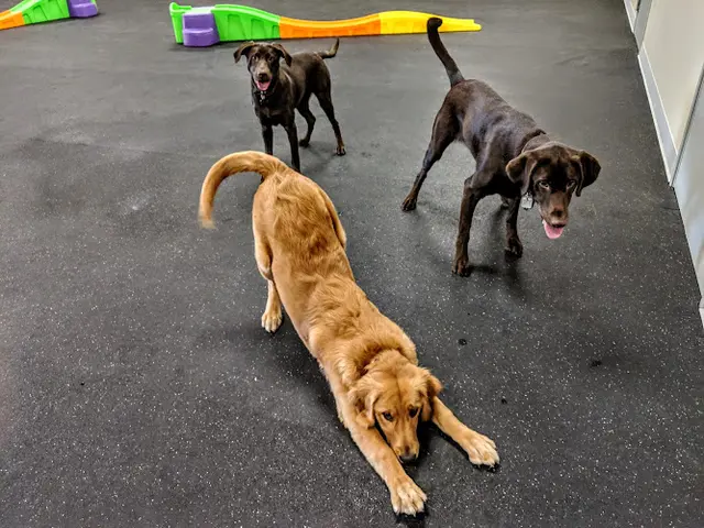 Dog day care center Deweydog's Dog Daycare and Boarding Hillsboro