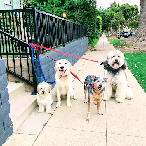 Dog day care center Puppy Play Time Santa Monica