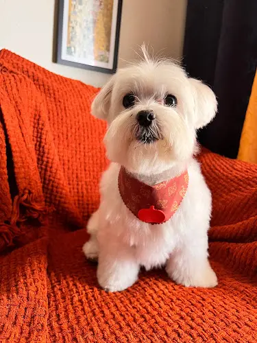 Dog Grooming Pawsatively Elegant Fullerton