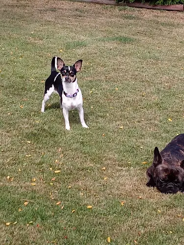 Dog breeder Northwest Spay & Neuter Center Federal Way