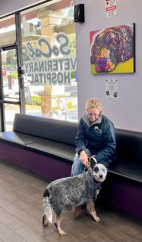 Pet vet SOCAL Veterinary Hospital Oceanside