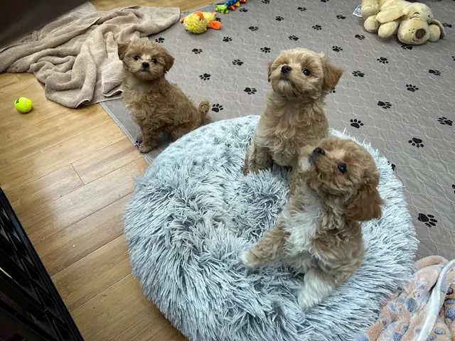 Dog breeder Morkiesnmore Dogs for Sale in Washington State Federal Way