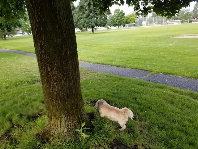 Dog Park Clark Playfield Spokane