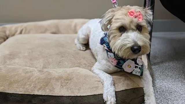 Dog walker Back To Health Veterinary Services Ontario